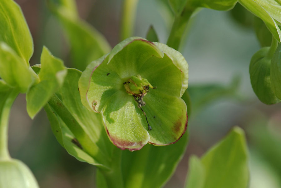 Helleborus foetidus / Elleboro puzzolente